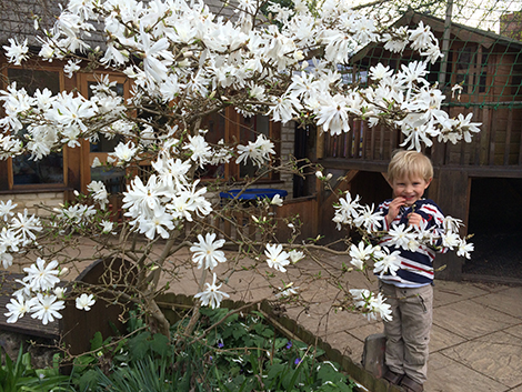 The Magnolia in the garden at Acorns Nursery School Cirencester
